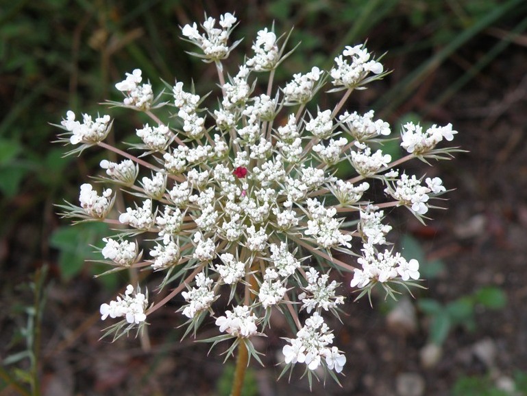 Apiaceae - Daucus carota